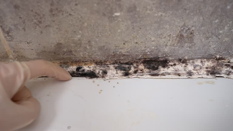 Environmental Consulting for Mold Prevention in Glenolden, PA