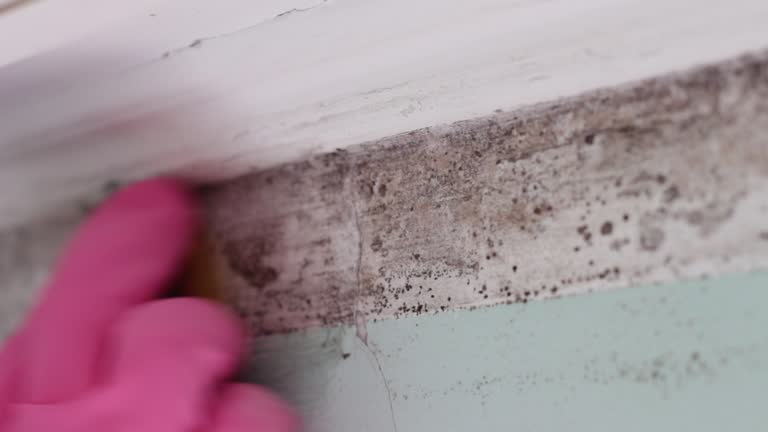 Reliable Glenolden, PA Mold Removal Solutions